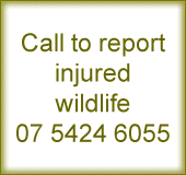 Report injured wildlife to FAUNA - 1300 FAUNA1 / 1300 328 621